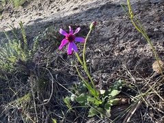 Senecio cymbalarifolius