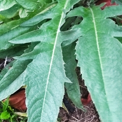 Cynara cardunculus