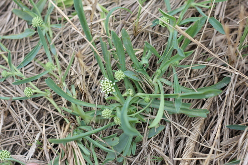Acicarpha procumbens (Acicarpha procumbens)