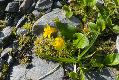 Erythranthe caespitosa