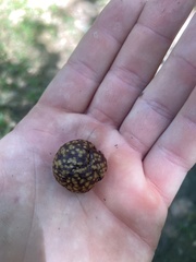Amphibolips quercusjuglans