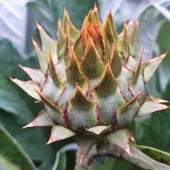 Cynara cardunculus