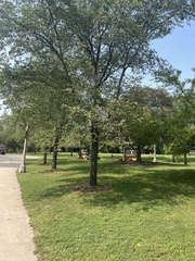Crataegus phaenopyrum
