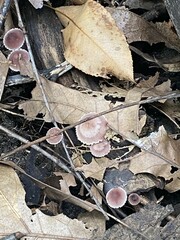 Psathyrella bipellis