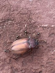 Phyllophaga