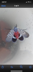 Lycorma delicatula