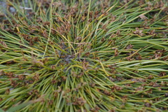 Cyperus pannonicus