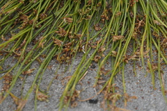 Cyperus pannonicus