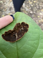 Hymenochaete rubiginosa
