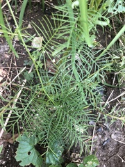 Ipomoea quamoclit