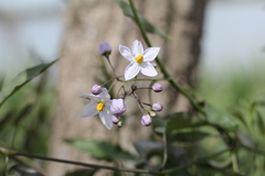 Solanum laxum