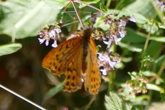 Argynnis paphia
