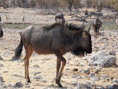 Connochaetes taurinus taurinus