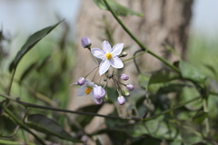 Solanum laxum