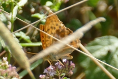 Argynnis paphia