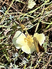 Atalopedes campestris