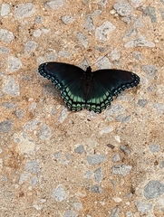 Papilio menatius