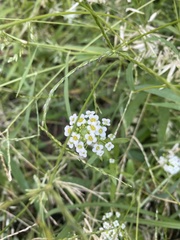 Lobularia maritima