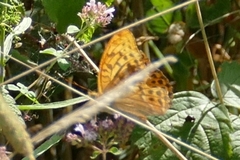 Argynnis paphia