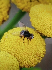 Phasia barbifrons
