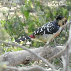 Trachyphonus vaillantii