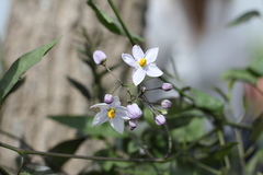 Solanum laxum
