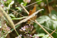 Argynnis paphia