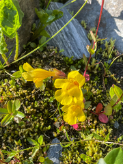 Erythranthe caespitosa