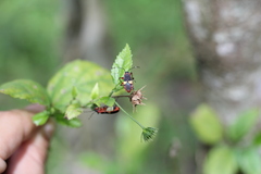 Dysdercus albofasciatus