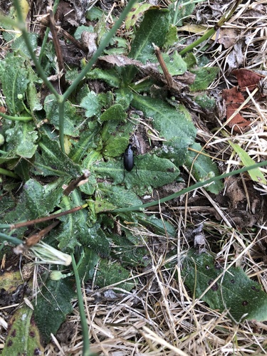 Dark-footed Harp Ground Beetle photo 5