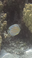 Chaetodon ornatissimus
