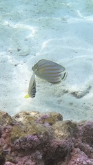 Chaetodon ornatissimus