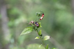 Dysdercus albofasciatus