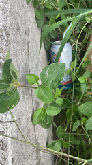 Commelina benghalensis