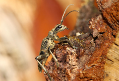 Rhagium mordax