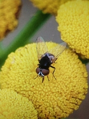 Phasia barbifrons