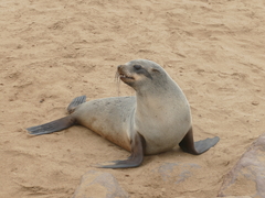 Arctocephalus pusillus pusillus