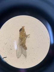 Meromyza