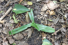 Chloraea membranacea