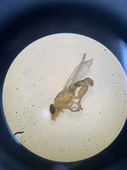 Meromyza