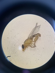 Meromyza