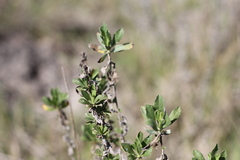 Baccharis dracunculifolia