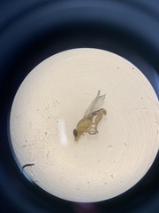 Meromyza