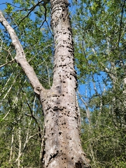 Celtis laevigata