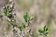 Baccharis dracunculifolia