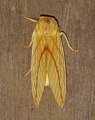 Pseudalus