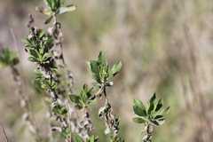 Baccharis dracunculifolia