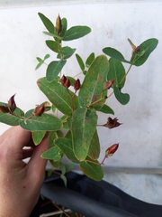 Hypericum virginicum