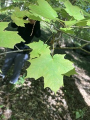 Acer saccharum