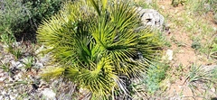 Chamaerops humilis